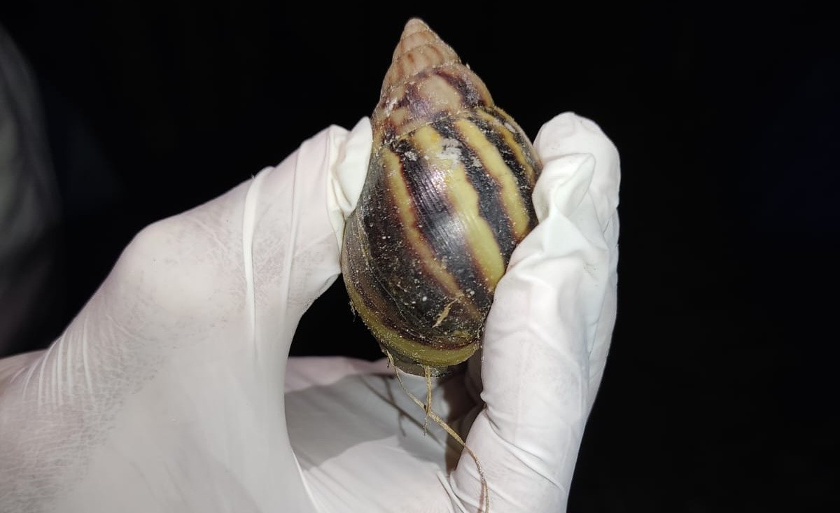 Caramujo africano: projeto orienta sobre controle e manejo correto da espécie invasora, no Amapá