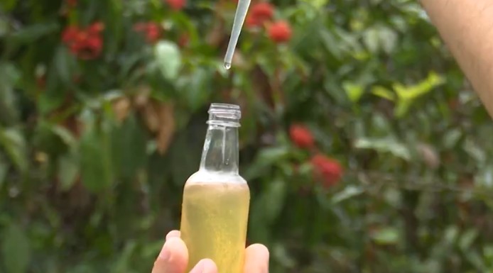 Casal produz mel em área que levou quase 30 anos para ser reflorestada no Acre: ‘Sem as abelhas nós morremos’