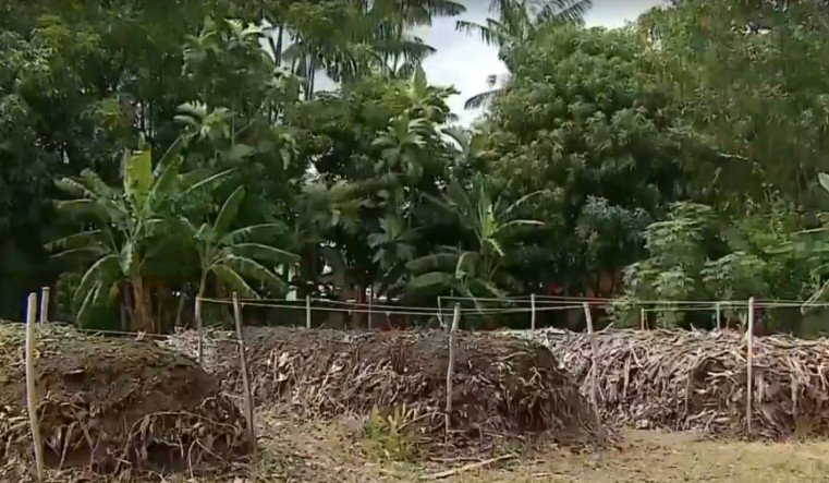Projeto transforma folhas recolhidas em praças públicas de Macapá em fertilizante natural
