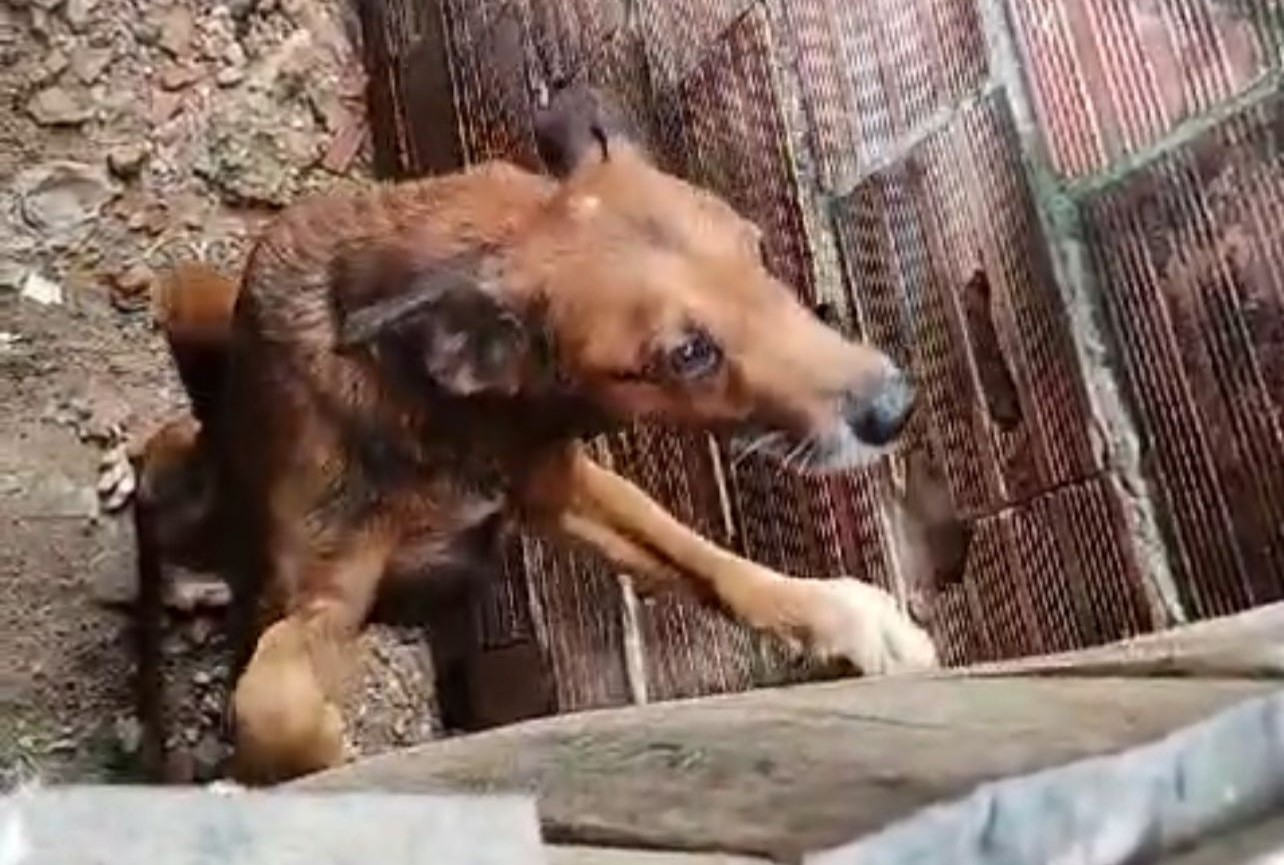 Mulher é presa após deixar dois cachorros presos em cordas, sem alimento e água em Manaus