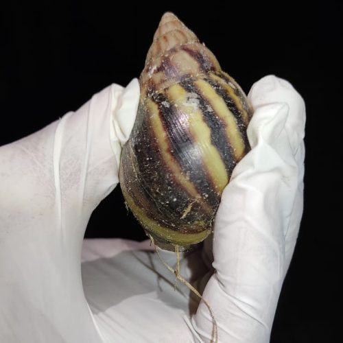 Caramujo africano: projeto orienta sobre controle e manejo correto da espécie invasora, no Amapá