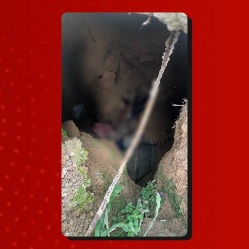 Homem é preso por matar 6 gatos e alegar que seria para ‘rituais macabros’ no AM, diz polícia