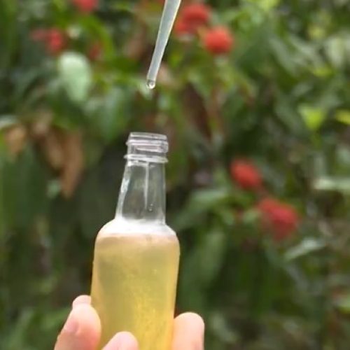 Casal produz mel em área que levou quase 30 anos para ser reflorestada no Acre: ‘Sem as abelhas nós morremos’