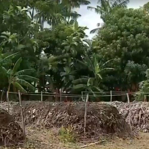 Projeto transforma folhas recolhidas em praças públicas de Macapá em fertilizante natural