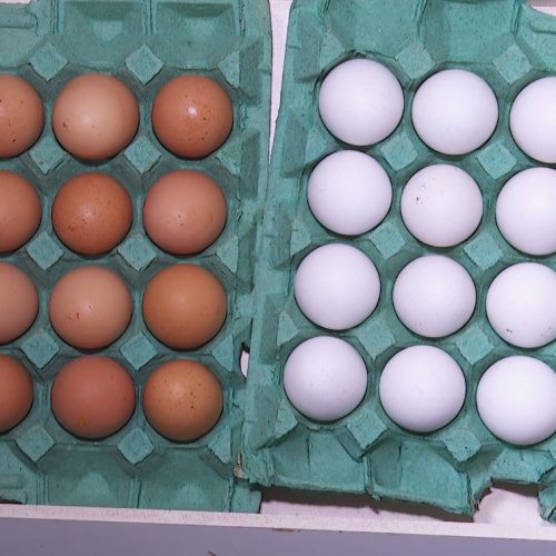 Alta no preço dos ovos desafia produtores, mas consumo segue em alta no AM