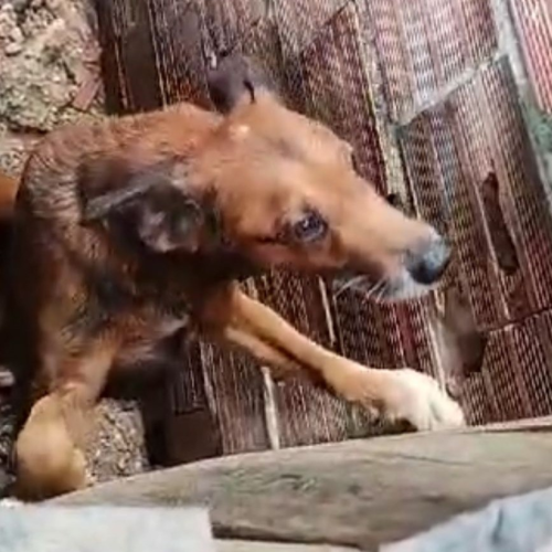 Mulher é presa após deixar dois cachorros presos em cordas, sem alimento e água em Manaus