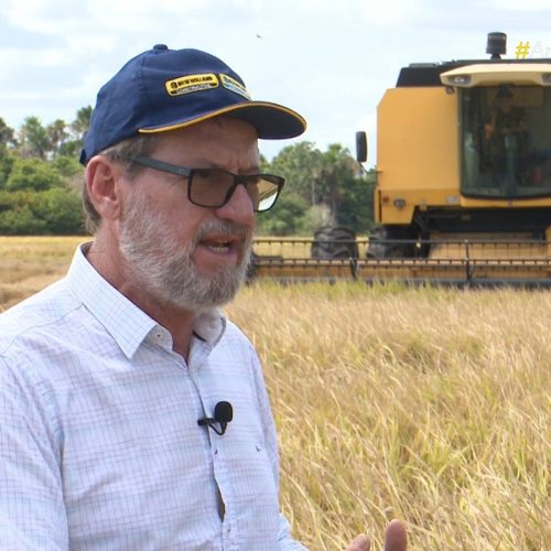 Clima ajuda e produção de arroz deve ultrapassar 100 mil toneladas em Roraima